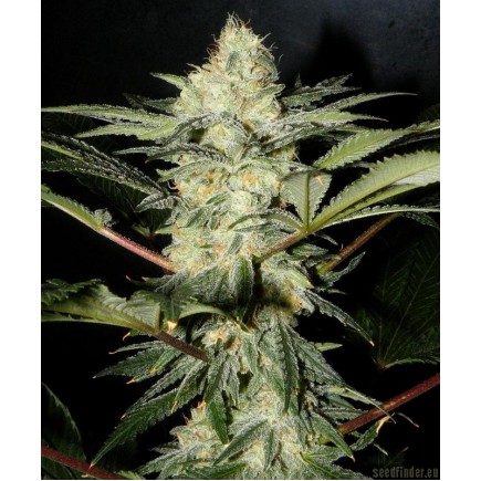 S.A.D. S1 Sweet Afgani Delicious